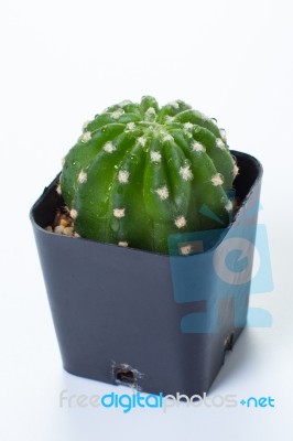 The Cactus: Echinopsis Subdenudata Stock Photo