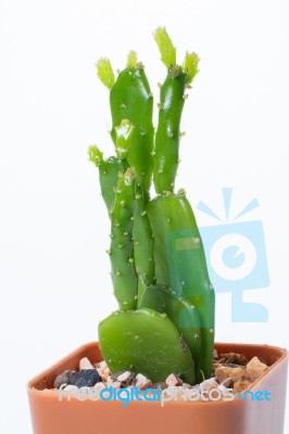 The Cactus: Schlumbergera Stock Photo