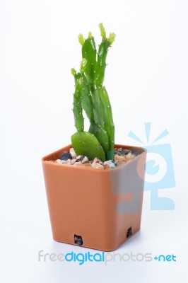 The Cactus: Schlumbergera Stock Photo