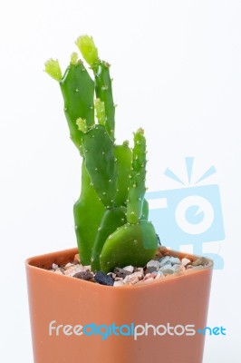 The Cactus: Schlumbergera Stock Photo