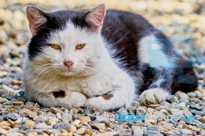 The Cat Lies On A Track In The Garden Stock Photo