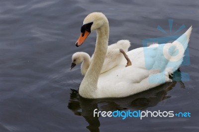 The Chick Is Jumping To The Water From The Back Of Her Mother-swan Stock Photo