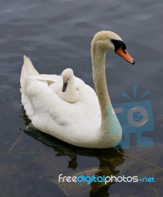 The Chick Is Riding On The Back Of Her Mother-swan Stock Photo