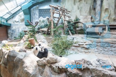 The Chinese Panda Stock Photo