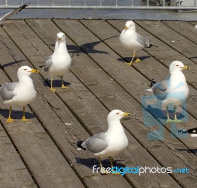 The Circle Of Five Gulls Stock Photo