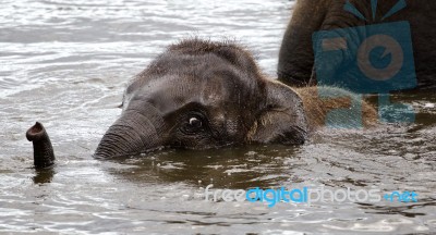 The Close-up Of A Cute Swimming Elephant Stock Photo