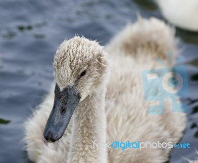 The Close-up Of A Mute Swan Stock Photo