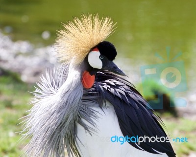 The Close-up Of The Beautiful East African Crowned Crane Stock Photo