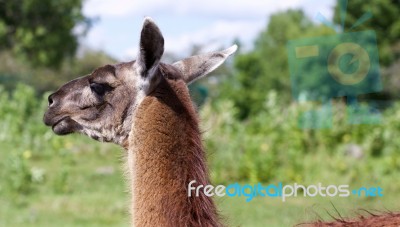 The Close-up Of The Beautiful Thoughtful Llama Stock Photo