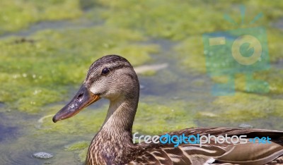 The Close-up Of The Mallard Stock Photo