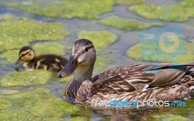 The Close-up Of The Mother-duck And Her Chick Stock Photo