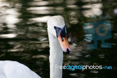 The Close-up Of The Mute Swan Female Stock Photo