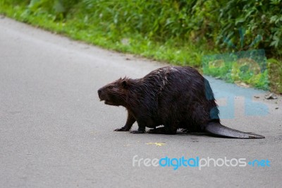 The Close-up Of The North American Beaver Stock Photo