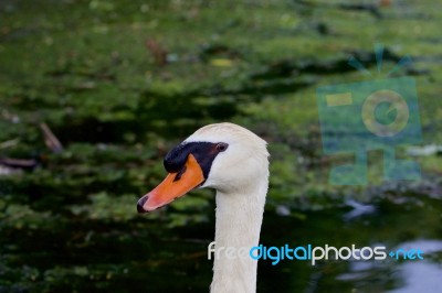 The Close-up Of The Swan Stock Photo