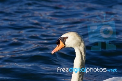 The Close-up Of The Thoughtful Mute Swan Stock Photo