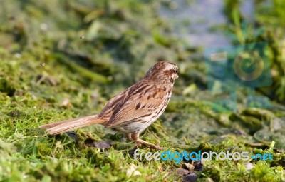 The Close-up Of The Young Sparrow Stock Photo