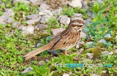 The Close-up Of The Young Sparrow Stock Photo