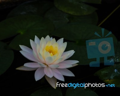 The Closeup Of A White Lotus Stock Photo