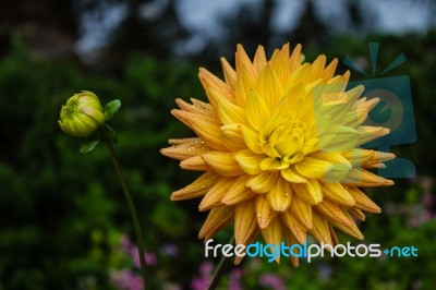 The Closeup Of Colorful Flower With Background Of Green Leaves Stock Photo