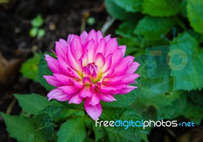 The Closeup Of Colorful Flower With Background Of Green Leaves Stock Photo