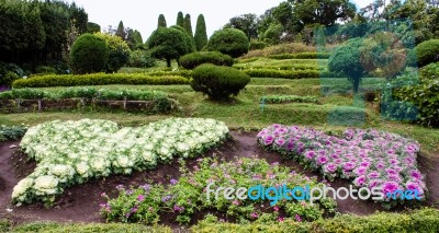 The Colorful Cabbages Represent The Heart Stock Photo