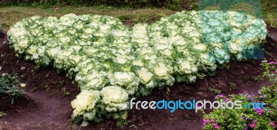 The Colorful Cabbages Represent The Heart Stock Photo