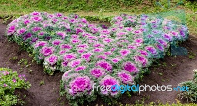 The Colorful Cabbages Represent The Heart Stock Photo