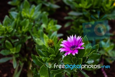 The Colorful Flowers Stock Photo