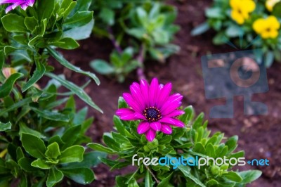 The Colorful Flowers Stock Photo