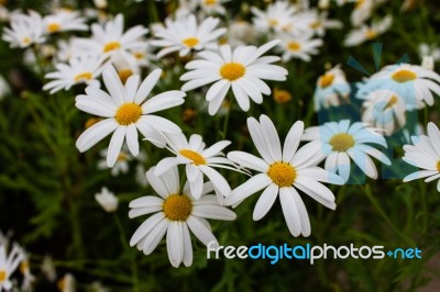 The Colorful Flowers Stock Photo