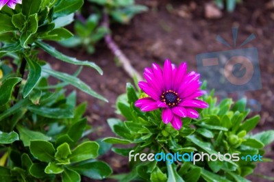 The Colorful Flowers Stock Photo