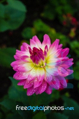 The Colorful Flowers Stock Photo