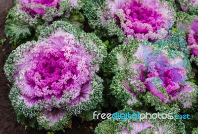 The Colorful,eatable Vegetables In The Garden Stock Photo