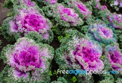 The Colorful,eatable Vegetables In The Garden Stock Photo