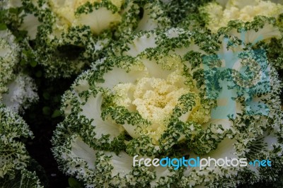 The Colorful,eatable Vegetables In The Garden Stock Photo