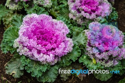 The Colorful,eatable Vegetables In The Garden Stock Photo