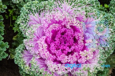 The Colorful,eatable Vegetables In The Garden Stock Photo