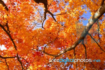 The Colors Of Autumn Stock Photo