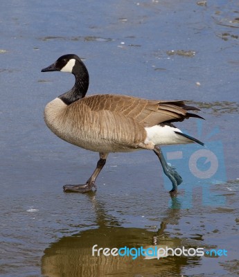 The Confident Walk Stock Photo