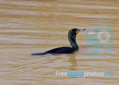 The Cormorant Stock Photo