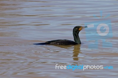 The Cormorant Stock Photo