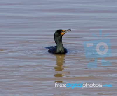 The Cormorant Stock Photo