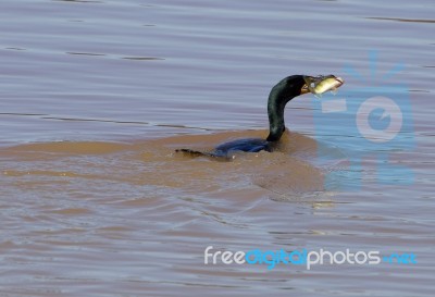 The Cormorant And His Big Fish Stock Photo