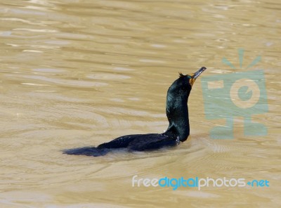 The Cormorant Is Shaking His Head Stock Photo