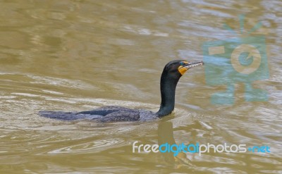 The Cormorant Is Swimming Stock Photo