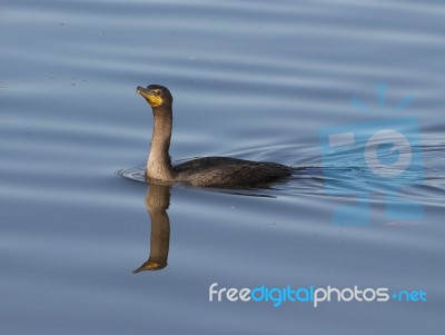 The Cormorant Is Swimming Stock Photo