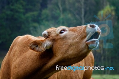 The Cow Stock Photo