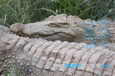 The Crocodile Stock Photo