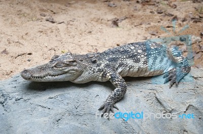 The Crocodile In Zoo Stock Photo