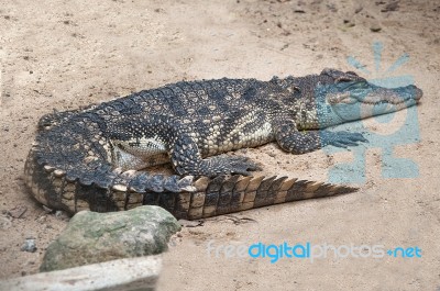 The Crocodile In Zoo Stock Photo